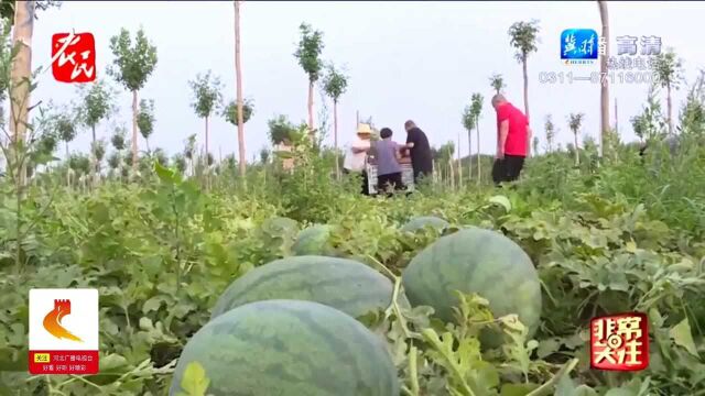 保定博野:爱心客商地头排队收购,滞销西瓜销路打开,瓜农笑开颜