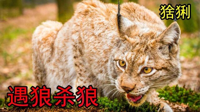 #“知识抢先知”征稿大赛# 猞猁:猫科动物大佬,遇狼杀狼,堪称缩小版“百兽之王”