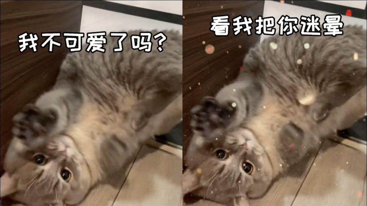 猫咪想进卧室放大招,撒娇模样萌翻网友:要不你搬出来?