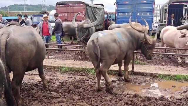 中午过磅耕牛大阉牛,500多公斤29一公斤,耕牛当肉牛处理划算吗