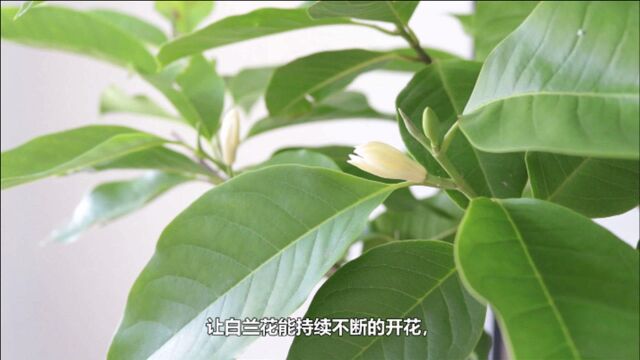 白兰花开花了,掌握几个“杀手锏”,能持续开花3个月,花香更浓郁