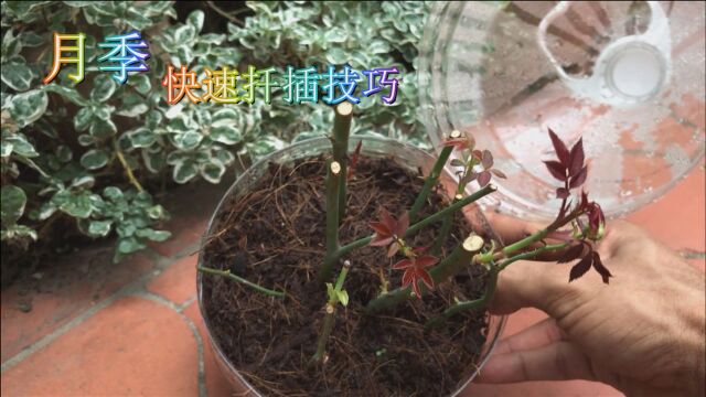 用塑料瓶快速扦插繁殖月季花,蘸点芦荟凝胶,快速生根长芽