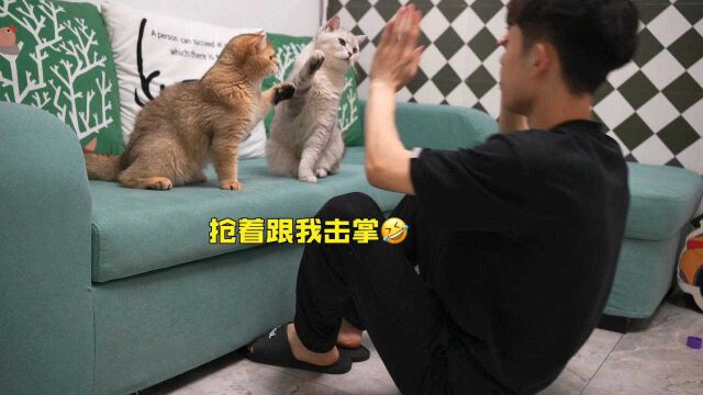 养猫的快乐