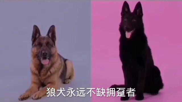 你不知道的东欧牧羊犬,它才是我们儿时的回忆