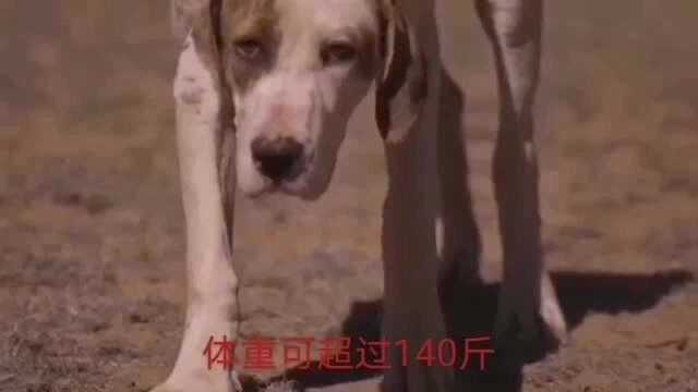 猛犬中的第一梯队,十大斗犬排名