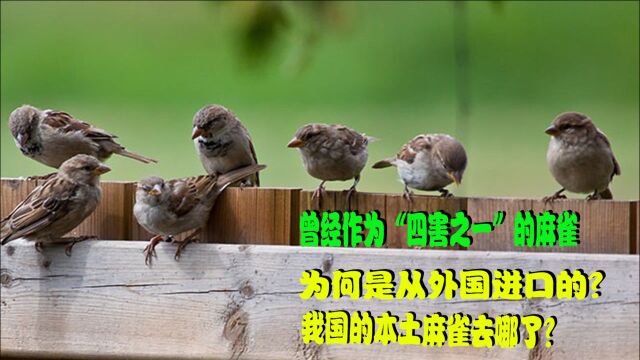 曾经作为“四害之一”的麻雀,为何是从外国进口的?我国的本土麻雀去哪了?