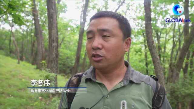 全球连线|全球老虎日:天地空一体化实现东北虎豹实时监测