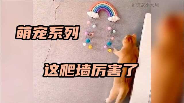 萌宠系列:这猫咪爬墙厉害了