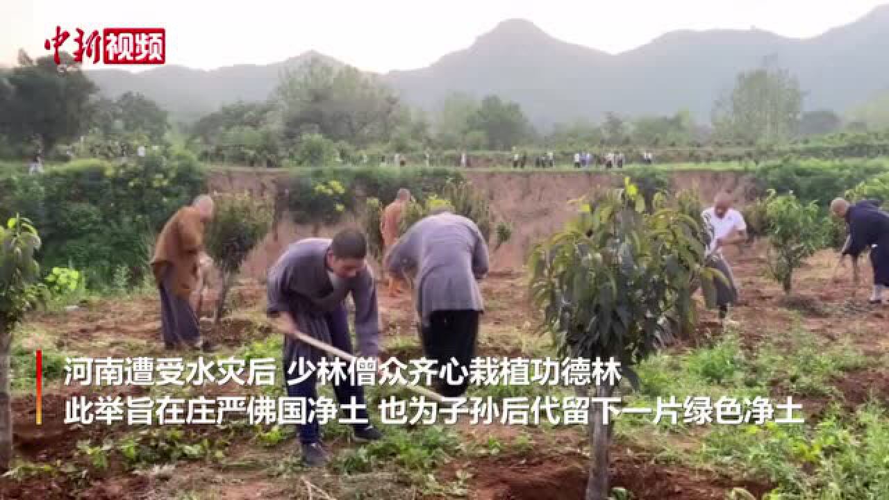 河南洪灾后少林寺恢复常态:释永信率僧众栽植福树