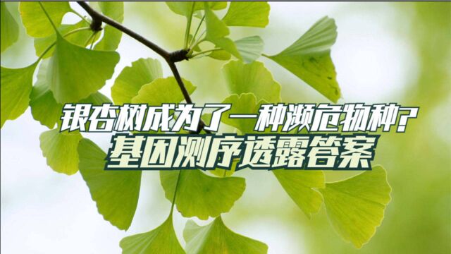 我们生活中常见的银杏树,却是一种濒危物种?基因测序透露答案