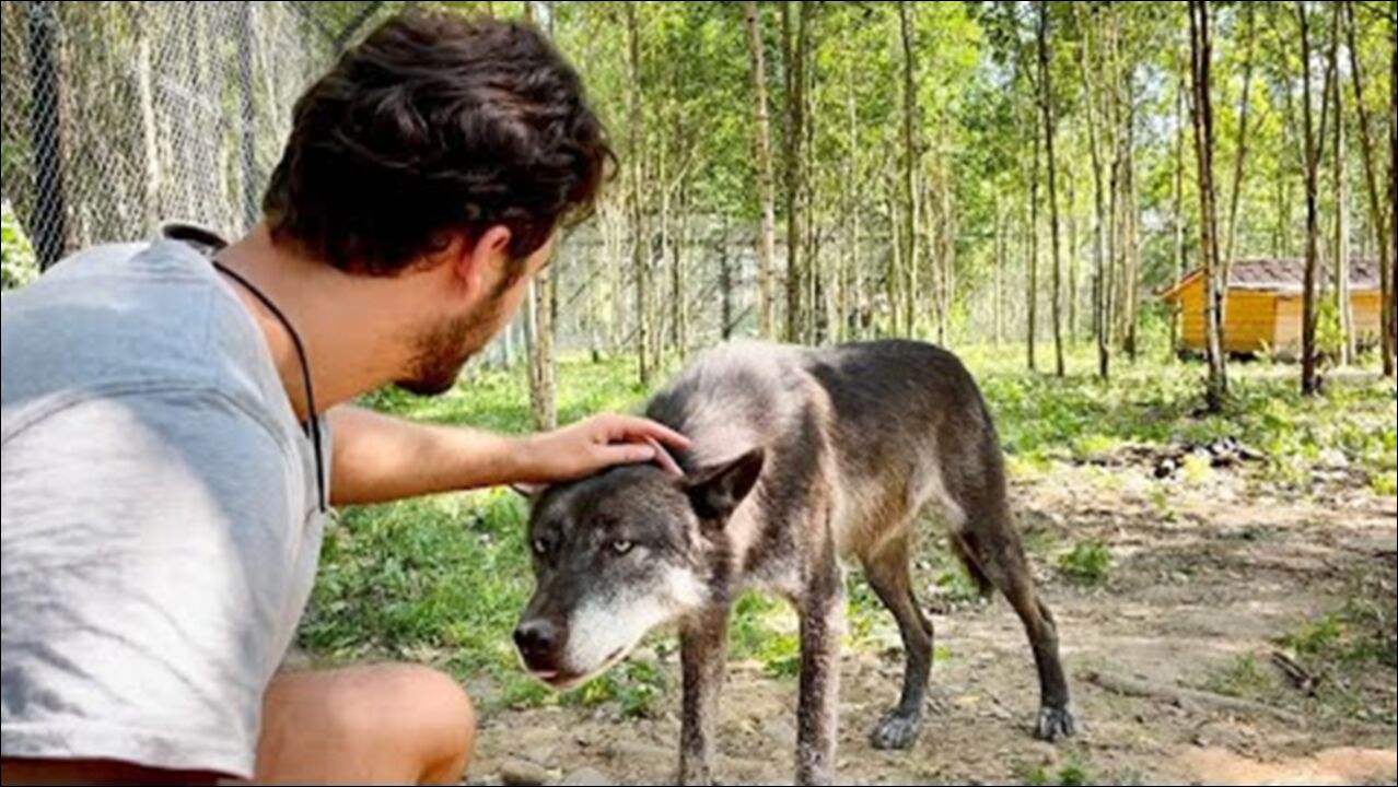 惊险刺激!战斗民族小伙撸成年公狼,狼的反应让他猝不及防