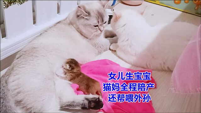 女儿生产猫妈全程陪产,把奶猫舔干净,给外孙喂奶,这个姥姥真好