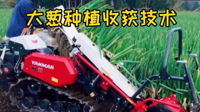 《大葱种植收获技术》