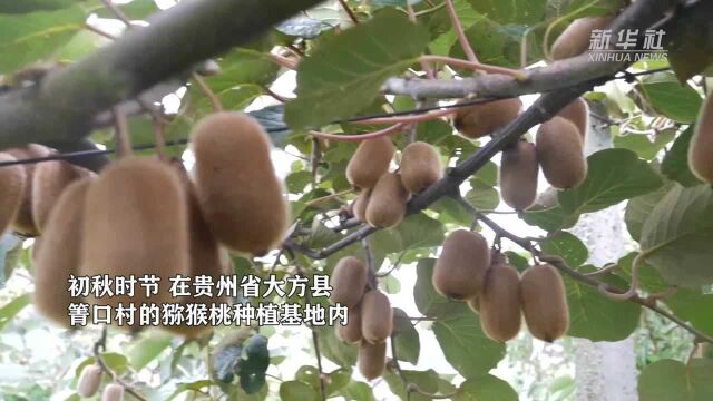 贵州大方:6000亩猕猴桃喜获丰收