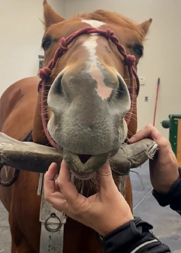 人能吹口哨我见过，马吹口哨都没听说过，今天算是长见识了！ - 腾讯视频