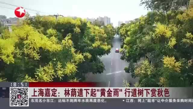 上海嘉定:林荫道下起“黄金雨”行道树下赏秋色