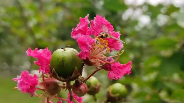 #随手拍生活#花好月更圆,美好的日子幸福每一天.邯郸龙湖公园的紫薇花