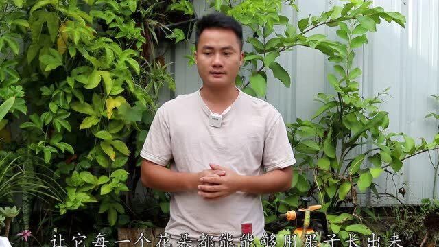 百香果开花谨记3点,每个花朵都能顺利结果