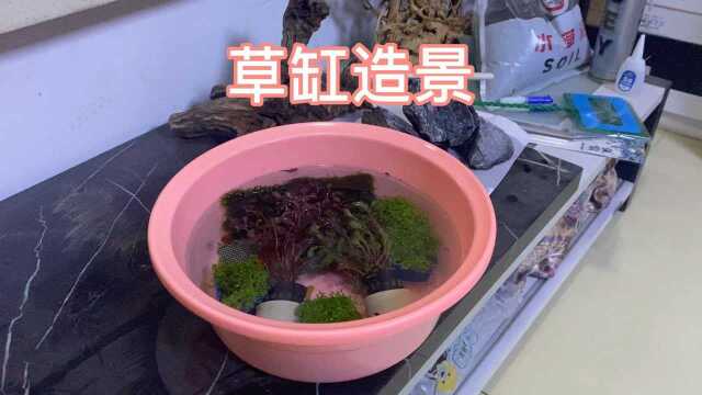 新手养鱼日记草缸造景(一看就会,一学就废)