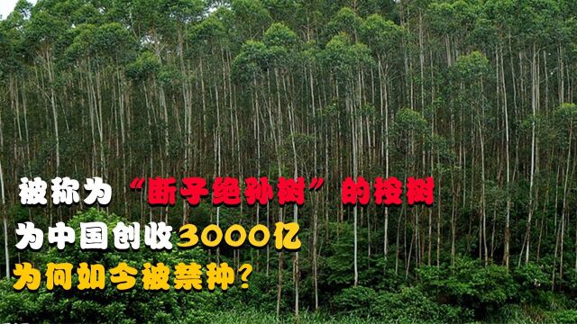 被称为“断子绝孙树”的桉树,为中国创收3000亿,为何如今被禁种?