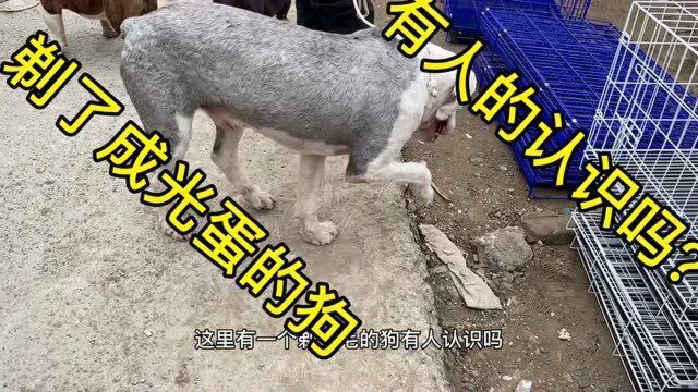 狗市一条罕见的名犬有人认识吗?在这给大家卖个关子,几乎没人会养了!