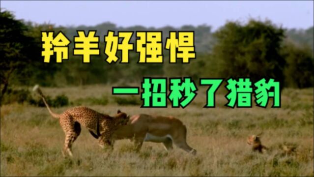 猎豹一家围攻羚羊,羚羊上演绝地反击,一招直接让猎豹重伤!