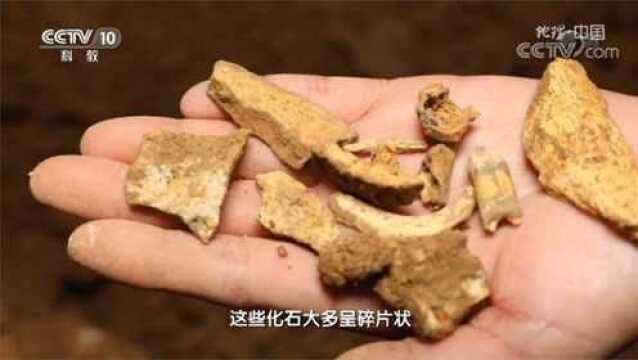 考察组进入龙骨洞,竟在洞中发现了众多骨化石地理中国