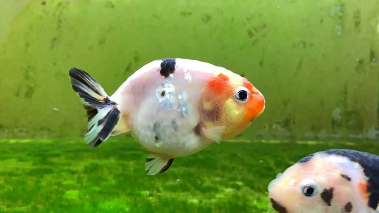 鱼多久会繁殖 1280