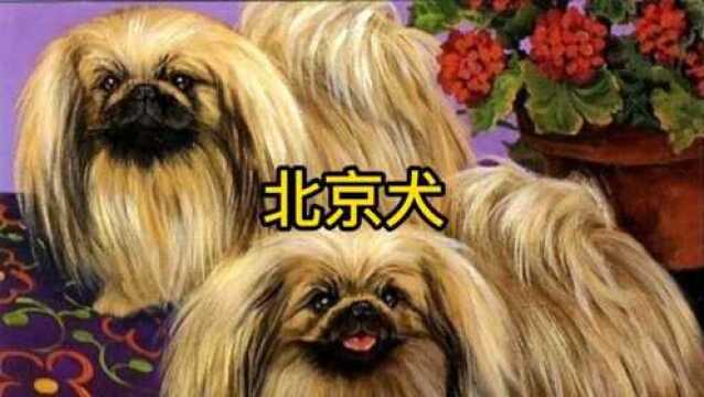 用来观赏性的北京犬