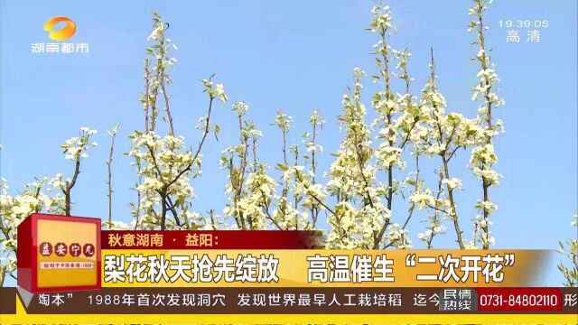 益阳现奇异美景:梨花秋天抢先绽放 高温催生“二次开花”!