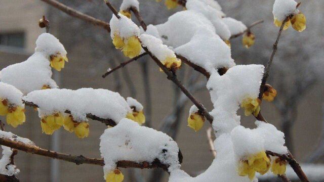 全国初雪地图登场,你家会下雪吗?