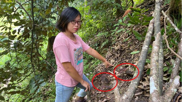 农村山上的虎舌红有钱老板很喜欢,爷爷靠挖它去卖,日收入800元