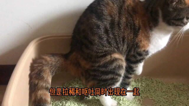 猫咪又拉稀又吐怎么办