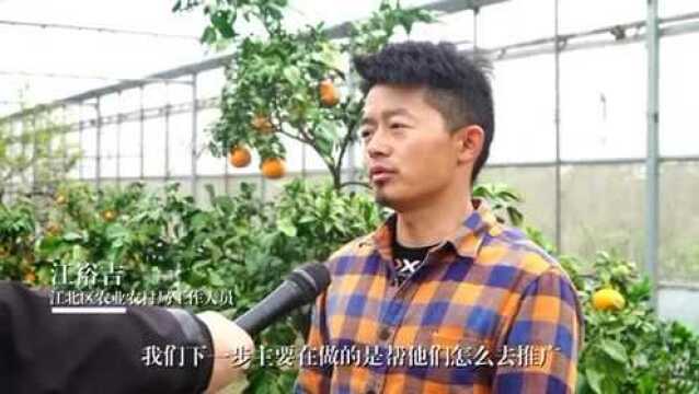 江北“红美人”上市,批发价每斤15元