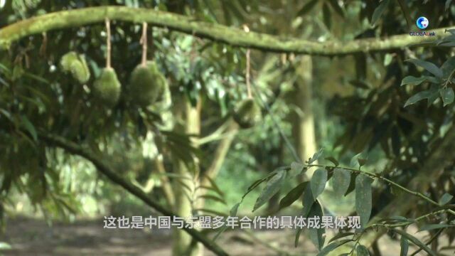 全球连线 | 中国技术助力马来西亚榴莲园数字化转型