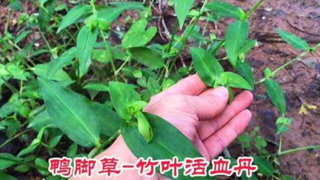 鸭子喜欢吃的中草药“鸭跖草”,又叫竹叶活血丹,你认识吗