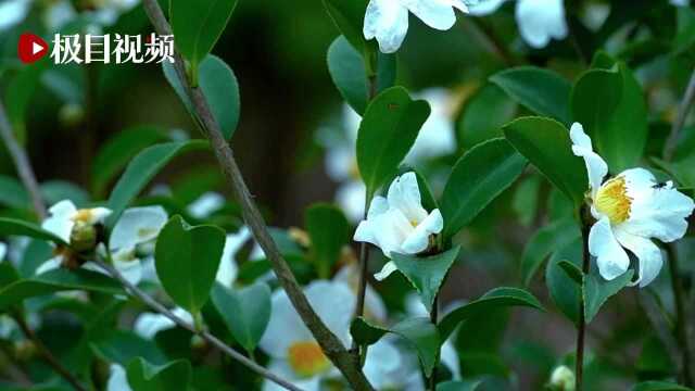 来凤千亩油茶迎冬绽放,满山芬芳尽染“雪”