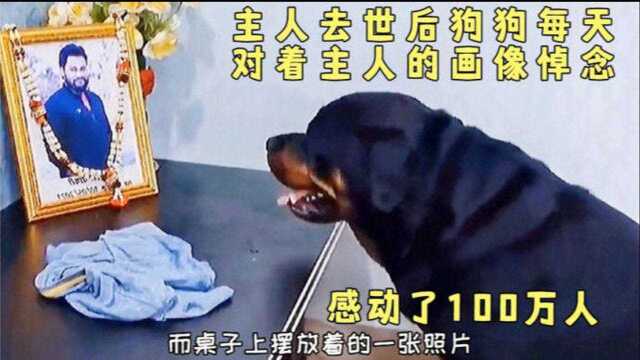 主人去世后,狗狗每天对着主人的画像悼念,感动了100万人