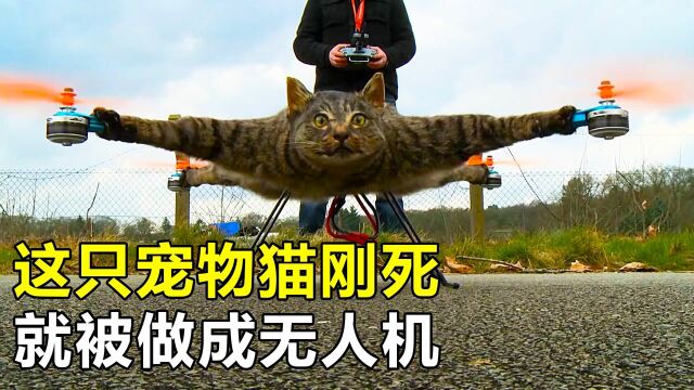 猫咪刚去世,却被主人做成无人机,改造后时速高达120km/h