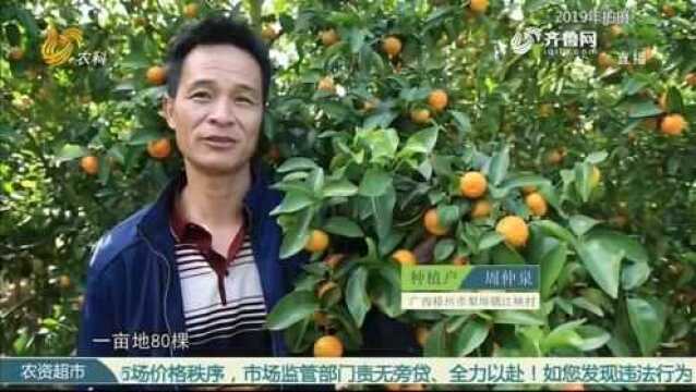 广西梧州市:有机菌肥,助力砂糖橘成就大产业