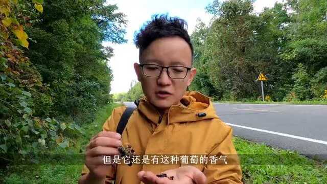 路边偶遇大片野生山葡萄,吃起来咕抓咕抓!!