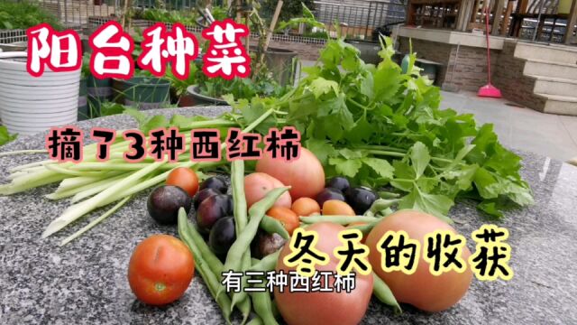 150平阳台种菜,蔬菜不断供,摘了3种西红柿,阳台种菜收获的幸福