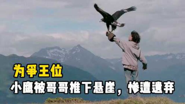 小鹰被哥哥推下悬崖,惨遭家族遗弃,最后竟成功逆袭?