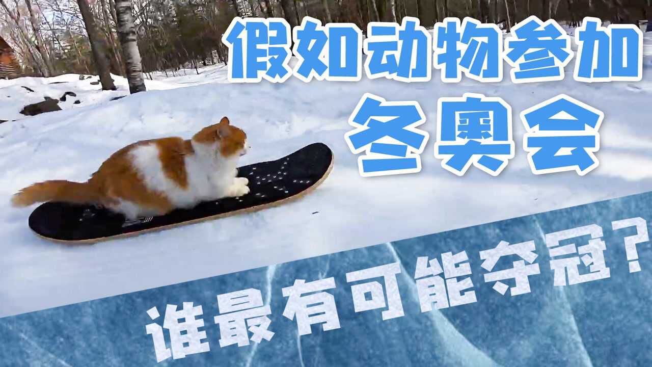 假如动物参加冬奥会:滑雪的滚滚简直冰墩墩本墩