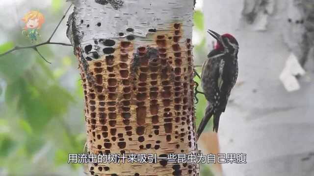 啄木鸟也是反派角色?“森林守护神”鸟设形象崩塌了