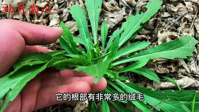 农村常见的植物“小蓬草”煮水,原来价值这么高?老人知道要收藏