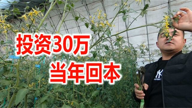 辽宁小伙建大棚种丹东特产水果,投资30万当年回本,师傅也是他爸