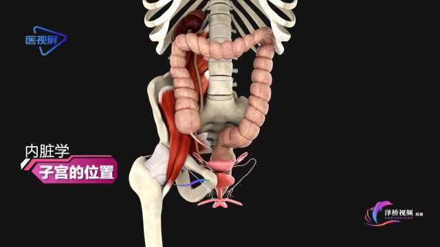 子宫的位置人体3D带你透过皮肤看身体!【泽桥视频制作】