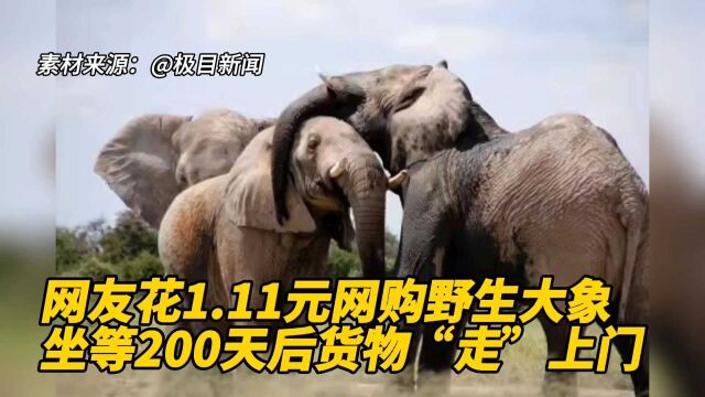 网友花1.11元网购野生大象坐等200天后货物“走”上门