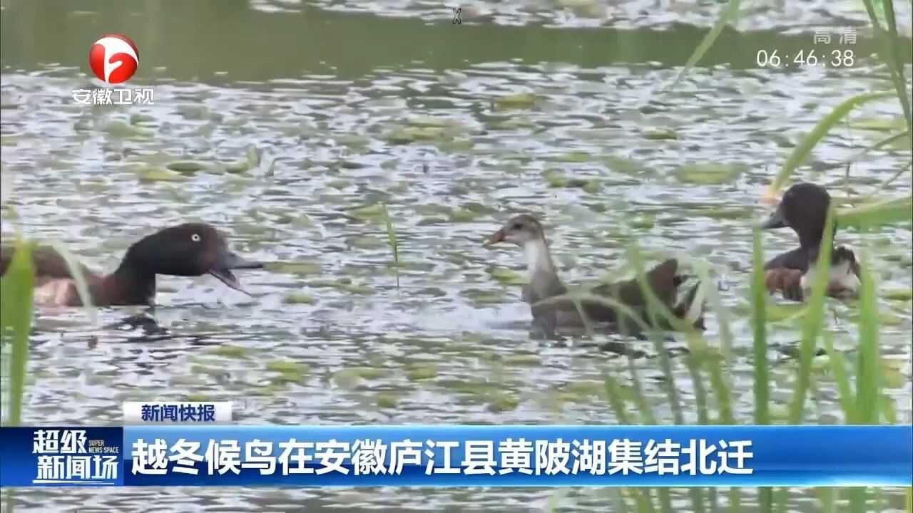 越冬候鸟在安徽庐江县黄陂湖集结北迁,吸引大量摄影爱好者拍摄